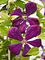 Clematis Negritianka IMG_0074 Powojnik